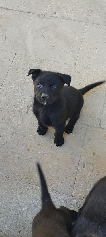 bala it sekilleri: Qara rəngli balaca it balaları - Cins: qarışıq tip (qara, qısa/orta — 5