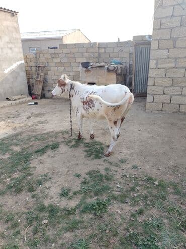 itlerin pulsuz verilmesi: Disi danadi yarma yiyib dam heyvandi — 1