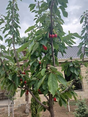 дешевые дачи в баку аренда: Gəncə, 610 kv. m, 6 otaqlı, Hovuzsuz, Kanalizasiya — 32