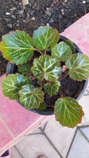 budda: Məhsul: Daxili dekorativ bitkilər (bir neçə növ saksı bitkisi) — 1