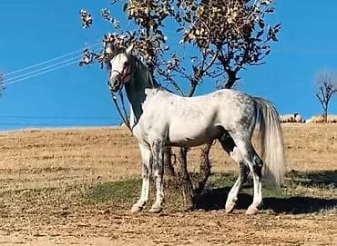 at balaları: 1 yaşna qədər bir yaşınnan biraz keçmiş dayça alınır qiymet çox baha — 1