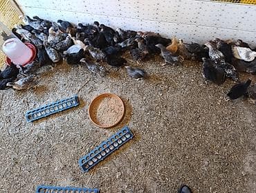 qara toyuq sortu: 38 günlük cücələrdir. Təbii buğda,qarğıdalı, soya ilə yemlənmişdir. 2 — 3