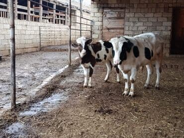 iri buynuzlu mal qara qiymeti: Dişi dana 7 aylıq erkəy 10 aylıq - Cins: südlük/ətlik istiqamətli — 3
