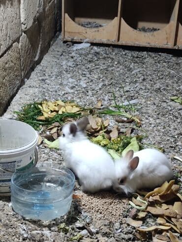 Gəmiricilər: Ağ tüklü dekorativ dovşan balaları - Növ: dekorativ cırtdan dovşan — 1