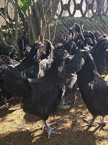 🐓 Satılır – 2 Aylıq Təmiz Qan Avstrolop Cücələri 95 ədəd sağlam və — 5