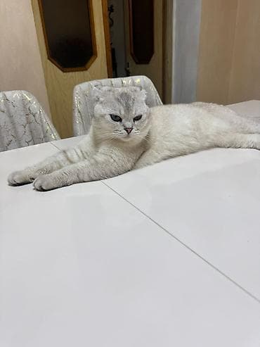 sfinks pişik: Britaniya və Şotland qırışıqlı (Scottish Fold) balaları - Rənglər — 6