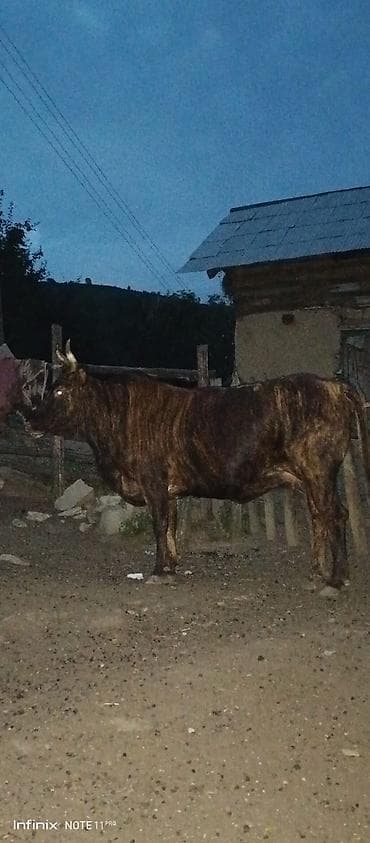 Qara-zolaqlı rəngdə, buynuzlu erkək mal-qara (öküz). Orta-böyük bədən — 3