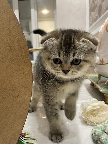 fars pisiyi: Şotland yastı qulaq — 3