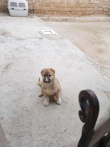 it üçün kemer: Qurdbasar, 3 ay, Erkek, Peyvəndli, Ünvandan götürmə — 3