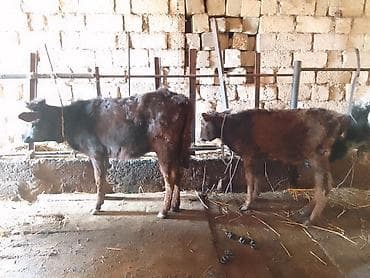 Dana, buzov, Dişi, ay: 3, 50 kq, Ətlik, Ödənişli çatdırılma, Ünvandan götürmə