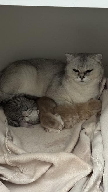 pişik həkimi: Britan, Dişi — 1