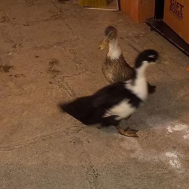 bulbul quşu haqqında məlumat: Məhsul: Ördək cütü Təsvir: - Şəkillərdə iki ədəd ev ördəyi təqdim — 4