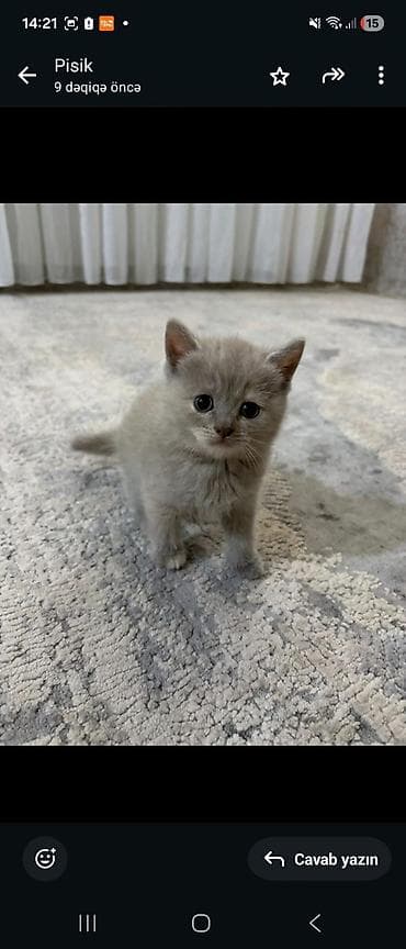 Pişik balaları – evdə böyüdülmüş, mehriban və oynaq. Xüsusiyyətlər: - lalafo.az -da Pişik balaları – evdə böyüdülmüş, mehriban və oynaq. Xüsusiyyətlər: -