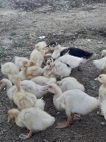 ordek satisi: 20 günlüy kuban ördeyleri satılır 4 manata ünvan yeni güneşli — 2