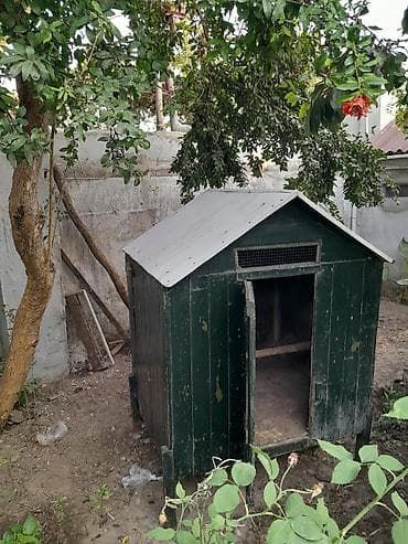at satisi: Taxtadan hazırlanmış toyuq hinisi satılır. Hini hündür ayaqlar — 2