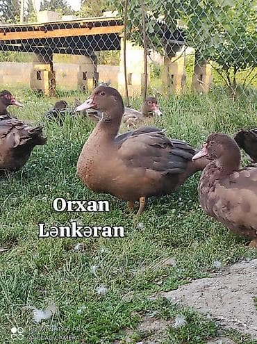 şirin it sekilleri: Salam, Təmiz Cins Amerikan sortu lal ördək balalarının və yumurta — 7