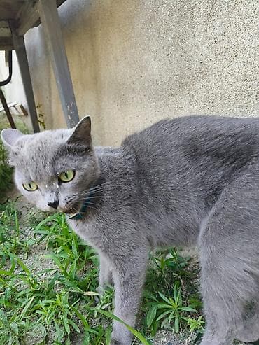 Boz rəngli ev pişiyi - Rəng: bərk boz (tük rəngi vahid), burunda tünd