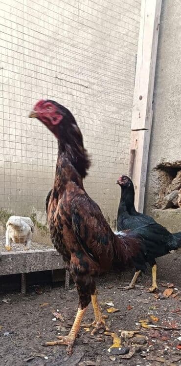 Gəmiricilər: Heyratı - Cins: Aseel (uzunboyun, güclü skeletli döyüşçi tip) - Rəng — 2