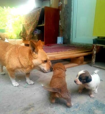 2 ay, Dişi, Ünvandan götürmə