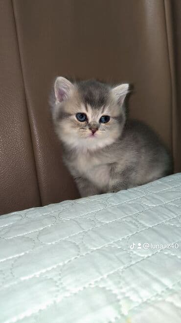 ordək bala: Britan, Erkək — 3