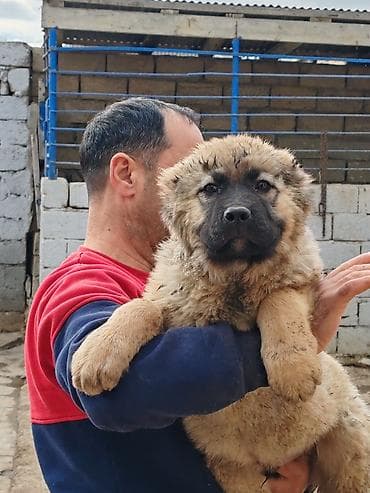 kaski iti: Qafqaz çoban iti, Peyvəndli — 8