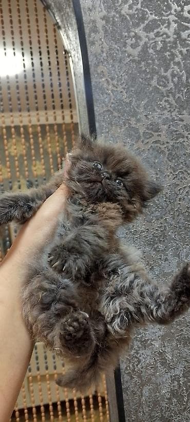 gul şekilleri: Məhsul: Mavi gül kompozisiyalı dekorativ buket Təsvir: - Tünd mavi — 7