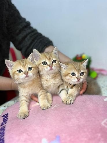 Pişiklər: Britan — 1