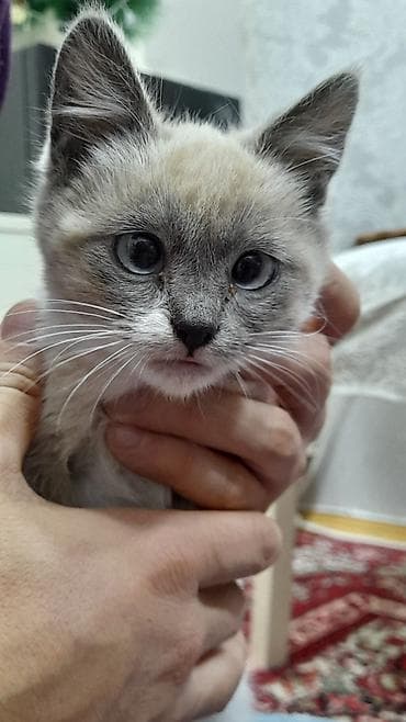 bars bit dermani: Erkək, Yaxşı əllərə, Ünvandan götürmə — 1