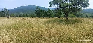 kurdaxanida heyet evleri: 128 sot, Biznes üçün, Mülkiyyətçi, Bələdiyyə — 7