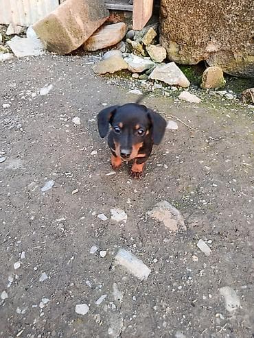 itler sekilleri: 2 ay, Erkek — 5