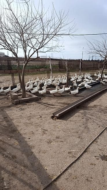 Другие продукты питания: Məhsul: Pekin Ördək yumurtası (inkubasiya üçün) Təsvir: - Ağ rəngli — 7