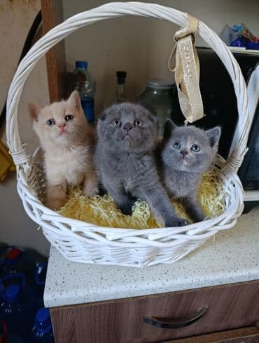 1 azn pişik: Britan, Yaxşı əllərə — 4