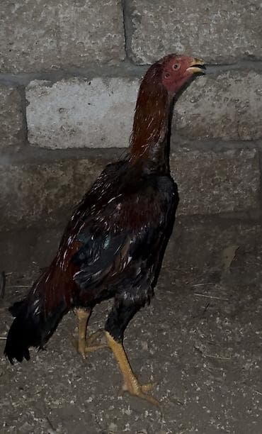 Гуси: Tecili satilir nagd alana endirim ederem,7 ayna teze kecib, 1 hefdedi — 1