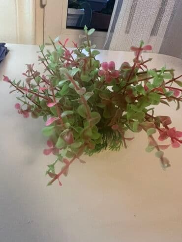 betta balıq: Akvaryum bəzəyi seti - Tema: Qədim batmış gəmi dekoru + süni su — 2