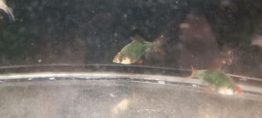 продажа аквариумных рыбок: Sülhsevər — 2