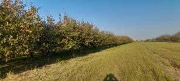 çiya toxumunu hardan almaq olar: Meyvə bağı – müxtəlif növ məhsuldar ağaclar - Böyük sahədə sıralarla — 4