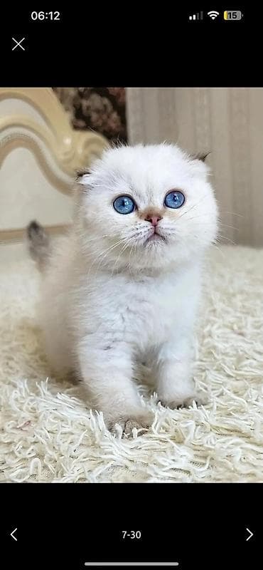 pudel satilir 2020: Şotland uzun tüklü — 2