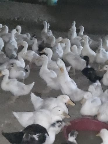 ordək balası və cucə: Satışda ördək sürüsü - Növ: ağ və qarışıq rəngli ev ördəkləri — 5