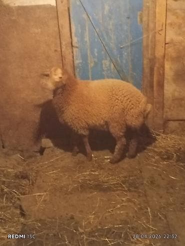 bogaz qoyunlar: Super erkey quzudu 6 ayliq hem damazliqa hemde kesgiye yarayir — 3