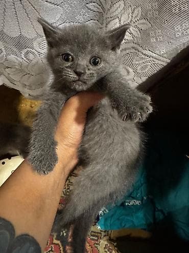 şirin pişik: Yaxşı əllərə — 1