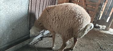 balaken heyvan satisi: Qurbanlıq quzular .Cins: Qoyun (yunu bol, iri cüssəli) Təyinat: Ət və — 1