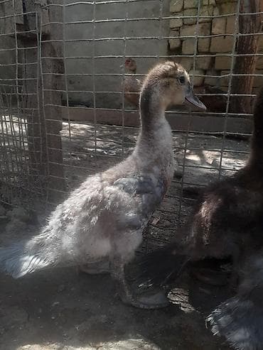 ov tiri satilir: 8 dene ordek bir aylig 7manat. 055 880 85 29. barter yoxdur — 7