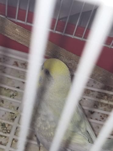 cex quşlar: Məhsul: Dalmatin/limon rəng çalarları olan cüt dalmaçyalı-budgerigar — 5