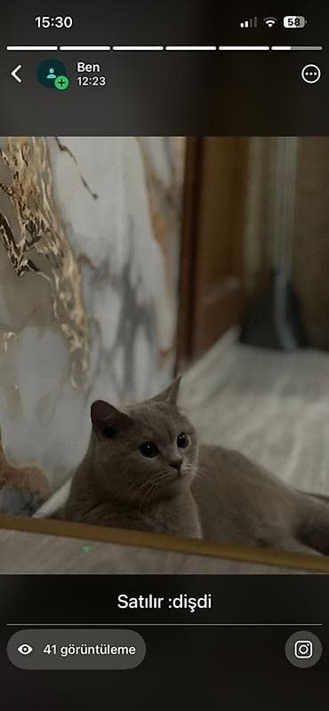 dişi pişik: Britan, Dişi — 1