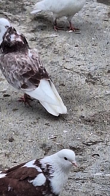 goyerçin: Ebres boyunlar 40 manat iran agbas erkey 20 manat — 6