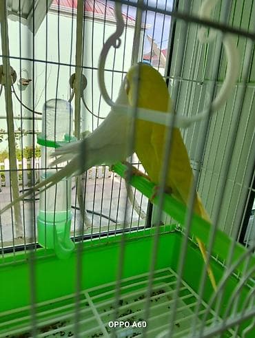 Akvariumlar: Baza ilə birgə dalğalı tutuquşu dəsti - 2 ədəd dalğalı tutuquşu (bir — 6