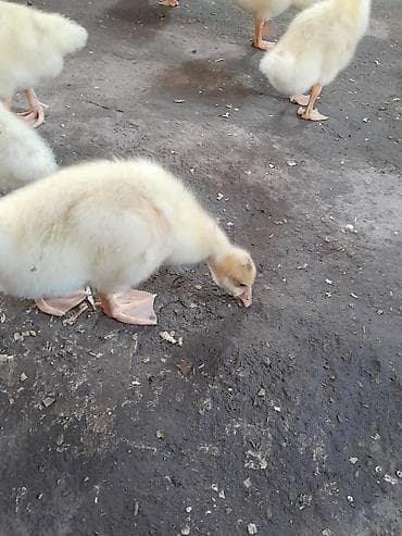 Məhsul: Qaz balaları Təsvir: linda sortudur 30 günlük balalar uje