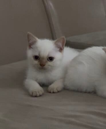 cins pişiklər: Ağ rəngli pişik balası - Yumşaq, tüklü ağ xəz, üz-göz və qulaq — 1