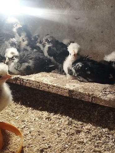 cuce satisi 2019: Toyuq cücələri, Damazlıq — 2