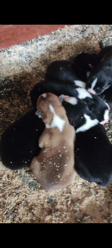 Taclar: Xaski, 1 ay, Erkek — 2